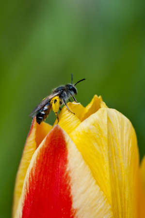 wild bee on a yellow-red tulip with pollen on  the legs.の写真素材
