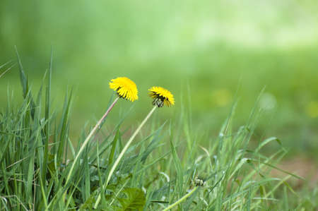 Dandelions on a meadow in North Germanyの写真素材