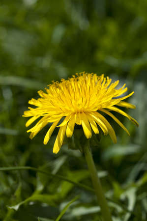 Dandelions on a meadow in North Germanyの写真素材