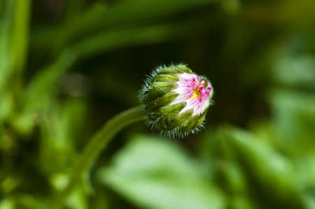 A daisy flower just before blooming in springの写真素材