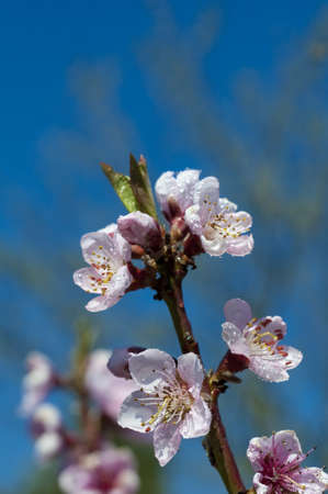 Blooming peach tree in spring after rain, close up.の写真素材