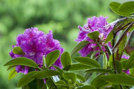 Blooming Rhododendron in a garden in mecklenburg, Germany.の写真素材