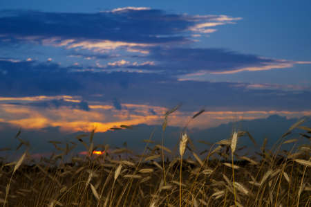 Field of rye in the evening light in summer.の写真素材