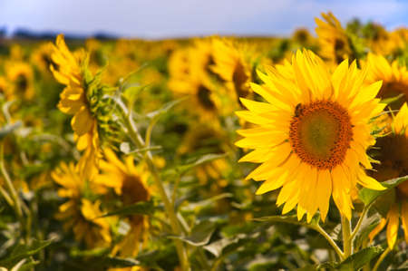 Sunflowers on a bright sunny summer dayの写真素材