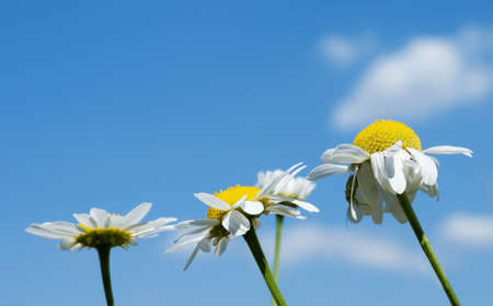 Anthemis nobilis, commonly known as Roman Chamomile, Chamomile, garden camomile, ground apple, low chamomile, English chamomile, or whig plantの写真素材
