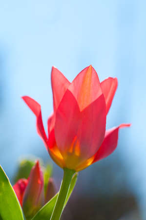 Fragile red tulip in the sunlight with transparent blossom.の写真素材