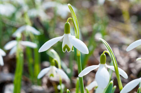 The first flowers after the winter - Snowdrops in a wood area south of Berlin, Germany.