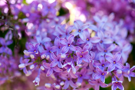 Blooming Lilac in springの写真素材