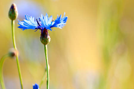 Cornflowers Flowers , also called Bachelor's button, Bluebottle, Boutonniere flower, Hurtsickle or Cyani flower on a field in summer.の写真素材
