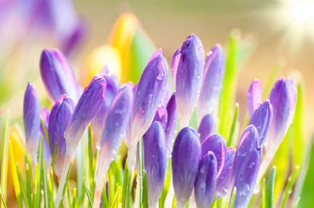 Crocuses in early spring in the sunlightの写真素材