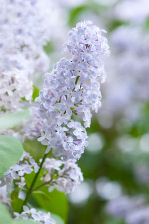 Blooming lilac in spring