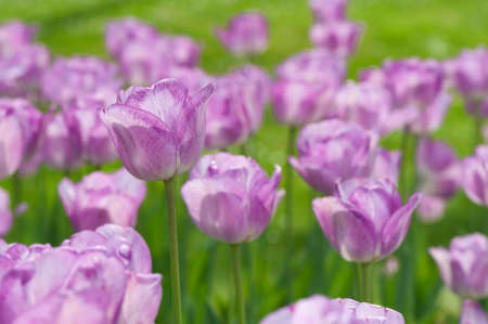 Purple tulips in a garden in springの写真素材
