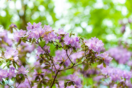 Blooming, graceful purple rhododendron in a gardenの写真素材