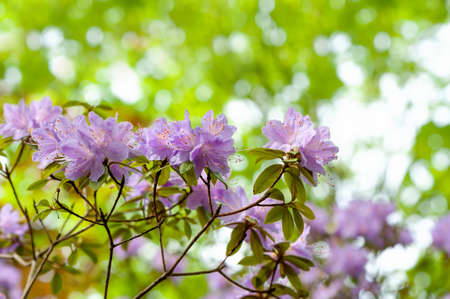 Blooming, graceful purple rhododendron in a gardenの写真素材