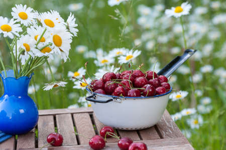 White   blue colander filled with fresh black cherries on a rustic garden table beside a blue vase with marguerites on a meadow full with ox-eye daisiesの写真素材