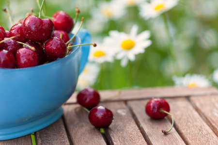 Light blue sauciere filled with fresh  cherries on a rustic garden table with a meadow full of blooming oxeye daisiesの写真素材