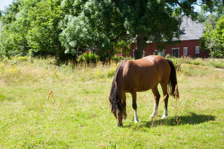 Horse on a meadow with old red wooden barn in the background, Smaland, Swedenの写真素材