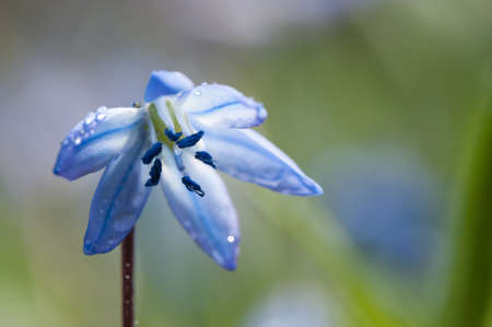 Scilla in spring, close upの写真素材