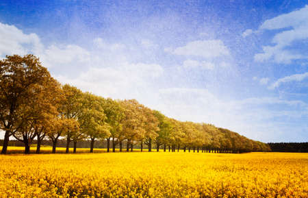 Allee in the historic landscape Mark Brandenburg, Germany, surrounded by blooming rape fields  Textured pictureの写真素材
