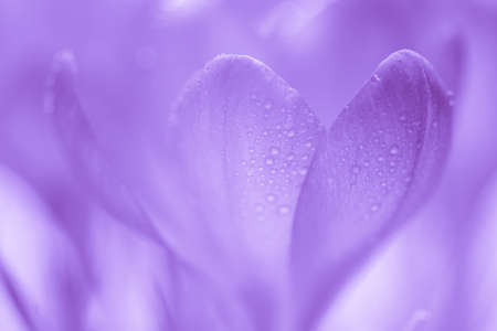Purple crocuses monchrome purple tones usable as background or raw material for Compositionsの写真素材