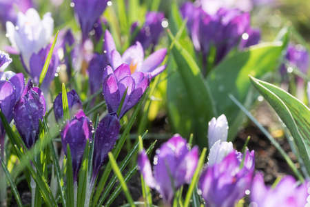 Crocuses in different shades of purple in early spring after rain.の写真素材