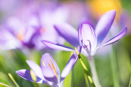 Purple crocuses in spring, close up, natural light. limited depth of fieldの写真素材