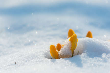 Yellow crocuses in early spring grow through the snow. Close up.の写真素材