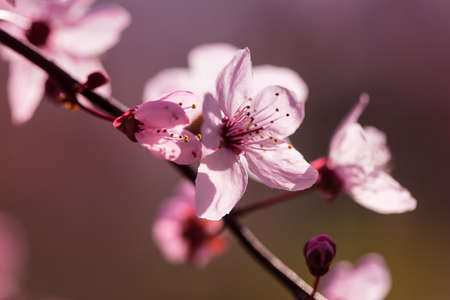 Blossoms of a Prunus serrulata or Japanese cherry in spring, close upの写真素材
