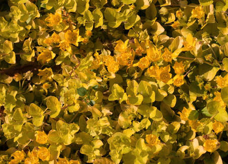 Carpet of yellow flowersの写真素材