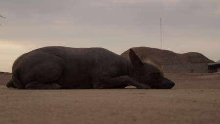 Peruvian dogの写真素材