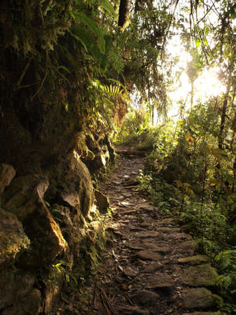 Inca road jungleの写真素材