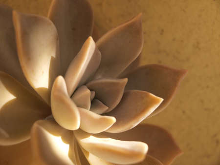 Succulent plantの写真素材