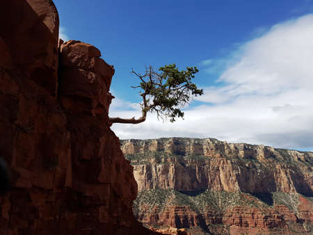 Lonely tree in grand canyon rim cliffの写真素材