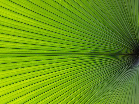 Natural green palm leaf pattern background with straight lines from the center point