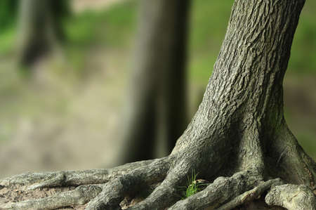 tree tree
