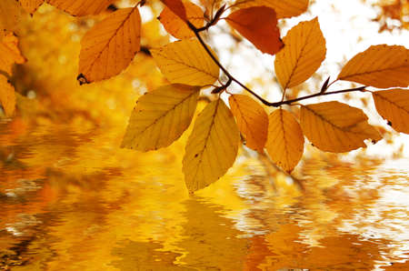 autumn backgroundの写真素材