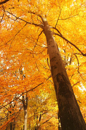 autumn background