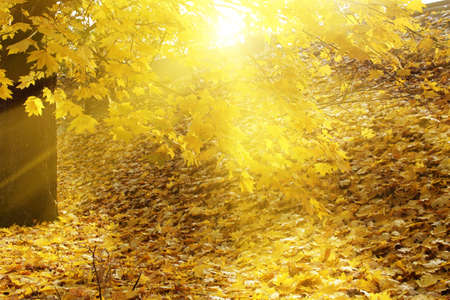 autumn backgroundの写真素材
