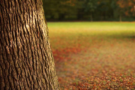 Tree trunk in the forestの写真素材