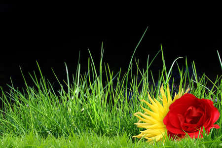 flowers at a fieldの写真素材