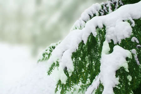 snow covered  treeの写真素材
