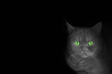 black catの写真素材