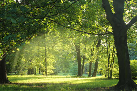 trees in a summer forest trees in a summer forest