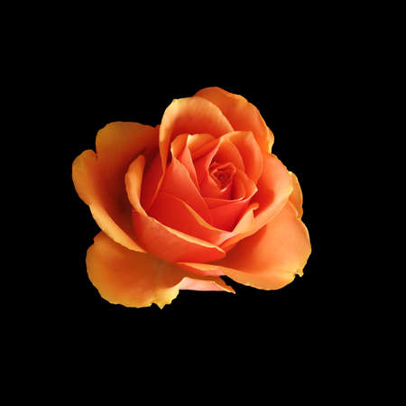 Rose Isolated on Black Backgroundの写真素材
