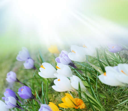 flowers backgroundの写真素材