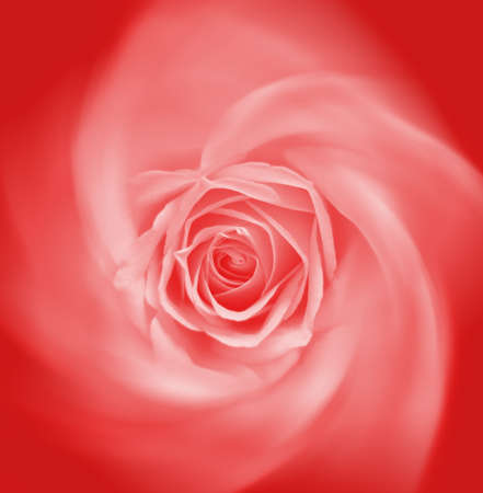 Red-rose abstract backgroundの写真素材