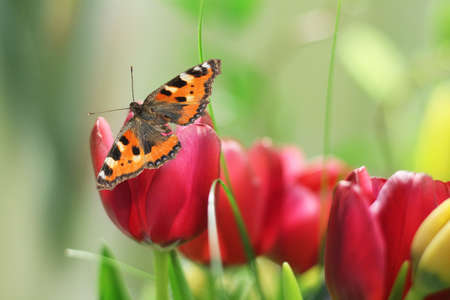 butterfly on purple tulipの写真素材