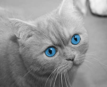 blue eyed cat closeupの写真素材