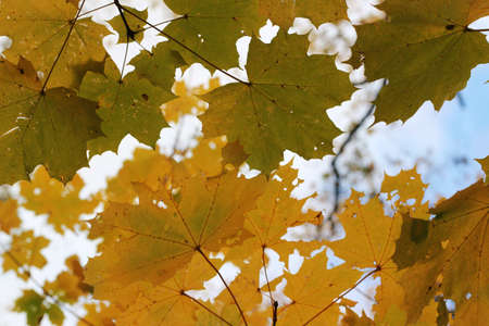 autumn background