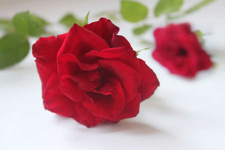 Valentine roseの写真素材